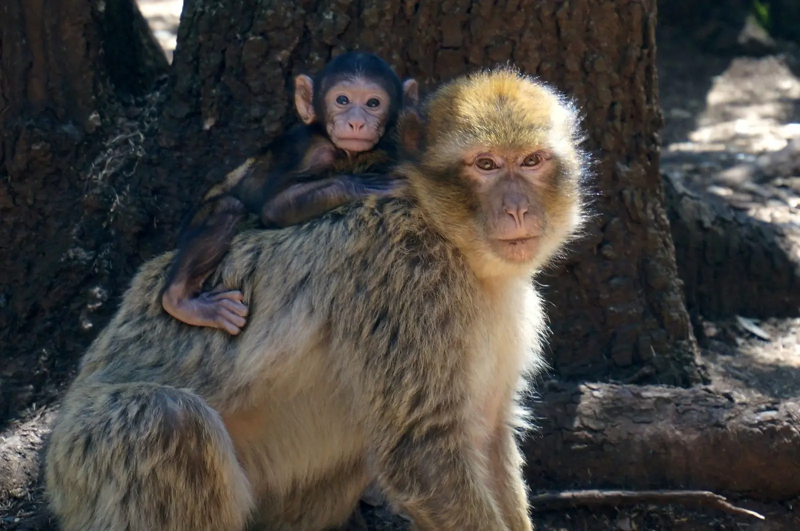 Azrou Monkeys