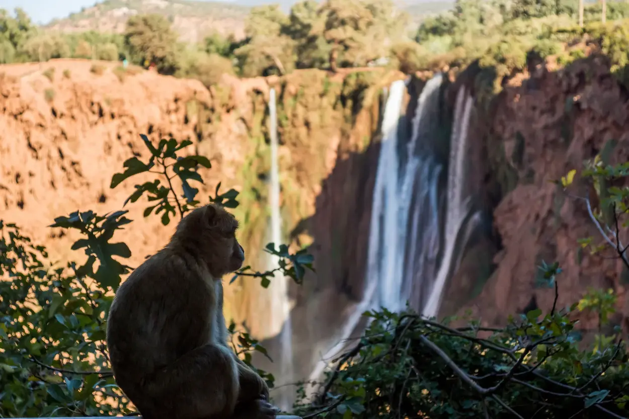 A monkey inside Ouzoud Waterfalls